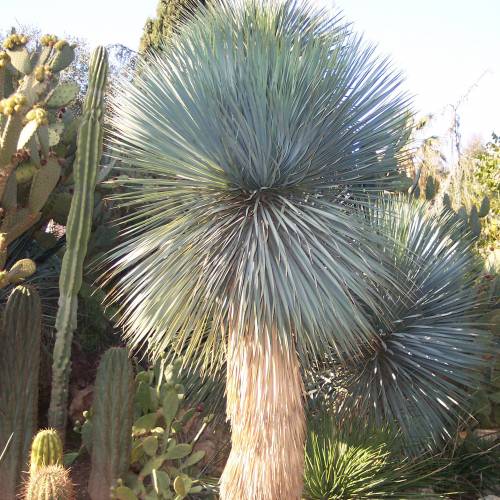 Yucca rostrata, Beaked Yucca