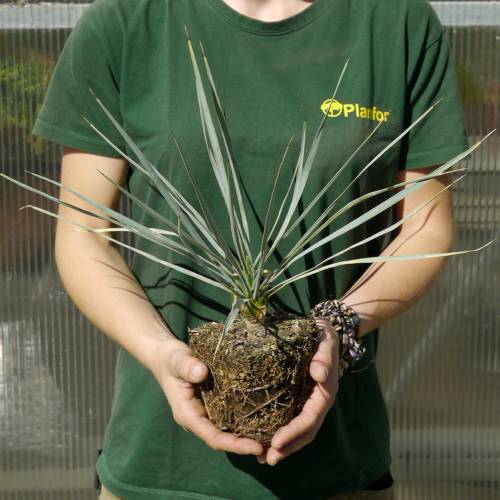 Yucca rostrata, Beaked Yucca