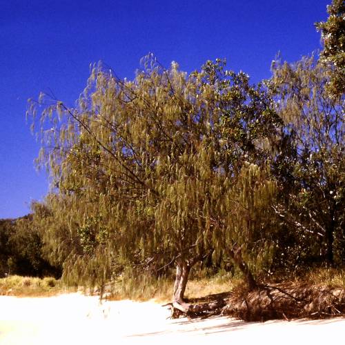Filao tree, Australian Pine tree