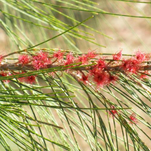 Filao tree, Australian Pine tree