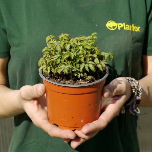 Raspberry, Japanese Strawberry