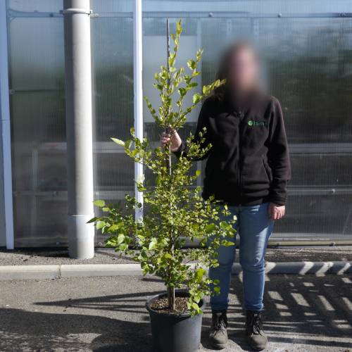 NOCH 21640 - Albero In Betulla In Miniatura Per Diorami E Plastico Ferroviario, Modellismo Paesaggistico, Scala N/Z