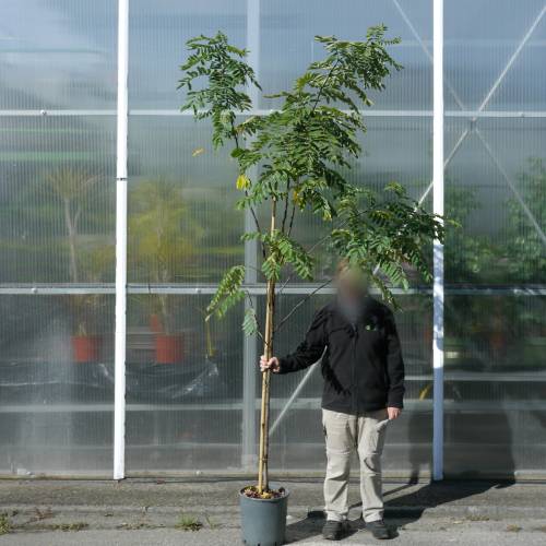 Locust, black  'Casque rouge'