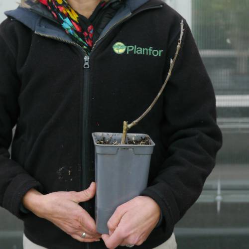 Cherry, Sour 'Griotte de Montmorency'