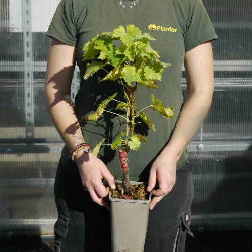 Grape Vine, black 'Muscat de Hambourg