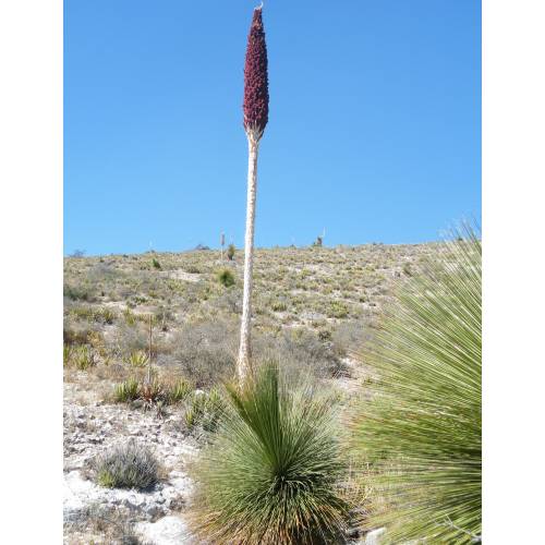 Mexican grass tree