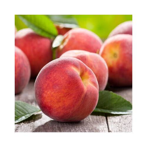 Self-fertile dwarf Peach tree