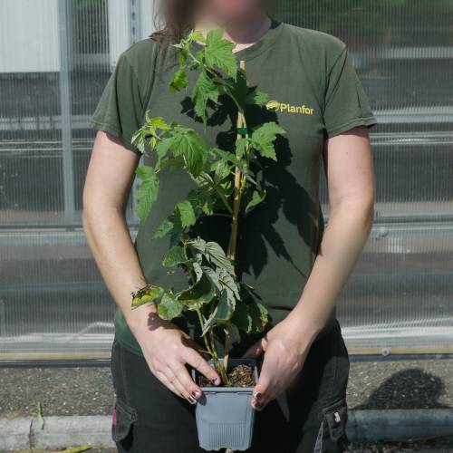 Raspberry, Yellow Dwarf