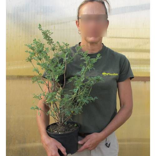 Glaucous Scorpion-Vetch