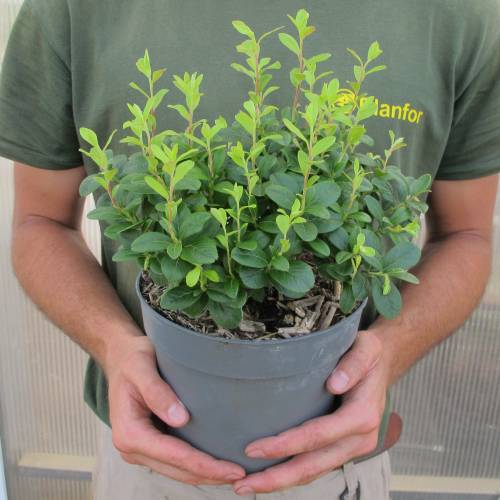 Lingonberry, Mountain cranberry