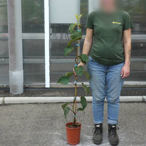 Red-centered yellow kiwi