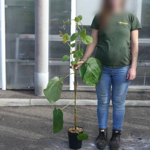 Red-centered yellow kiwi