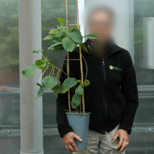 Red-centered yellow kiwi