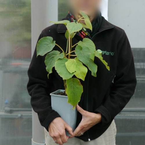 Red-centered yellow kiwi
