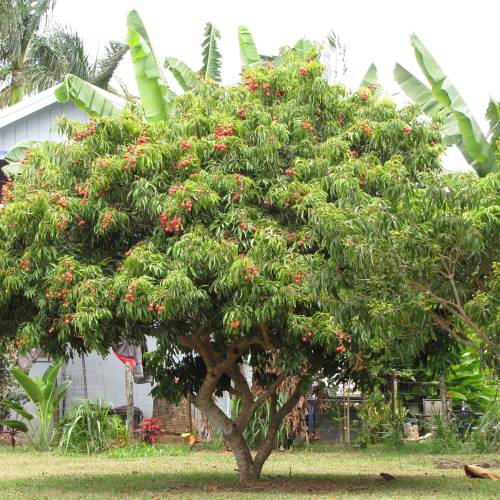 Litchee tree 'Kwai May Pink'