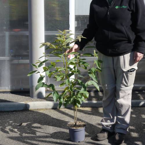 Kaki lotus, Date-plum, Caucasian Persimmon