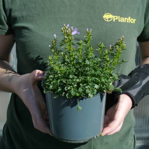 Bellflower, Violet Wall