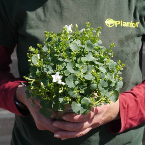 White Trailing Bellflower