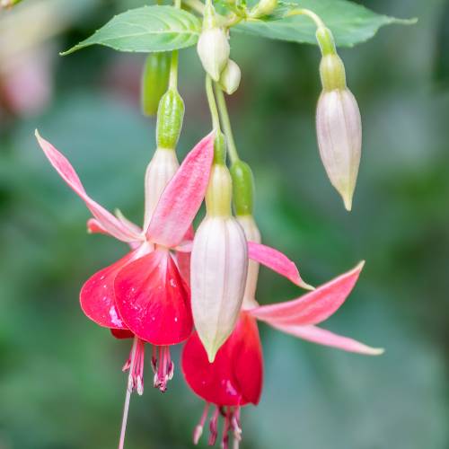 Fuchsia 'Célia Smedley'