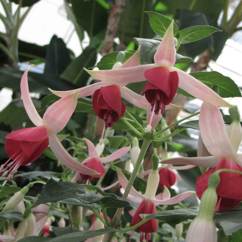 Fuchsia 'Célia Smedley'