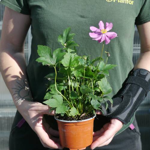 Anemone, Japanese Dark Pink