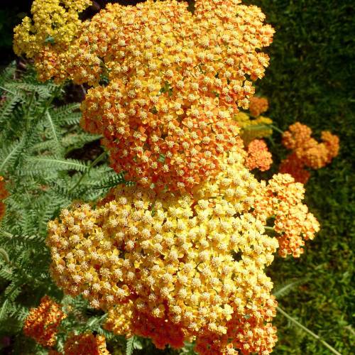 Yarrow, orange