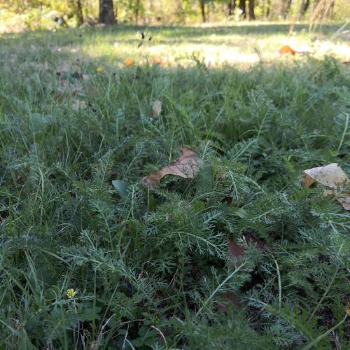 Yarrow, Crithmium-leaved