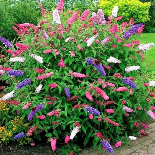 Butterfly bush, Three-coloured