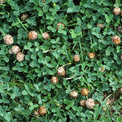 Strawberry Clover