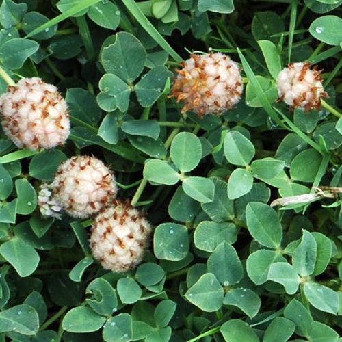 Strawberry Clover