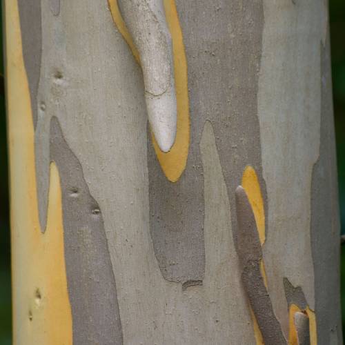 Shining Gum Eucalyptus tree