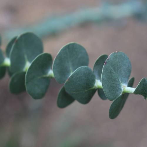 Eucalyptus gunnii 'France Bleu'