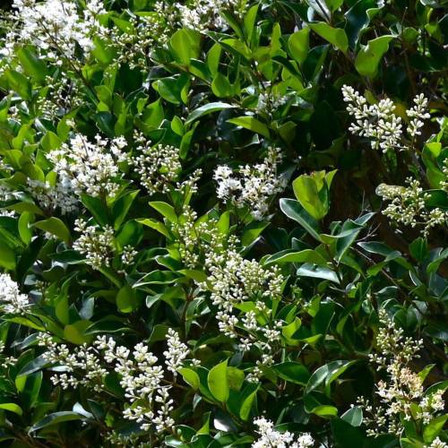 Privet, Japanese