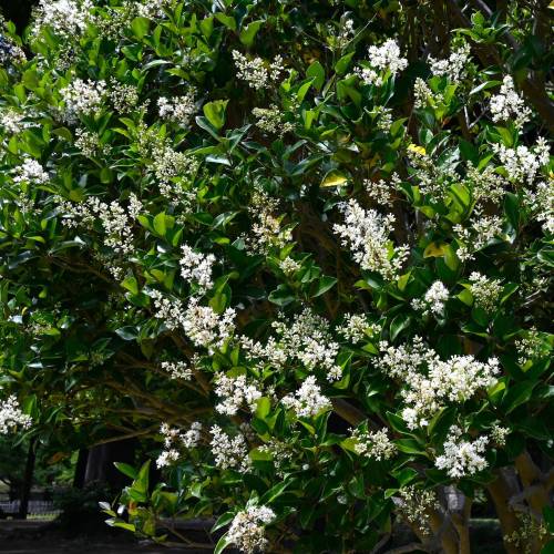 Privet, Japanese