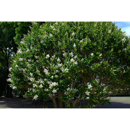 Privet, Japanese