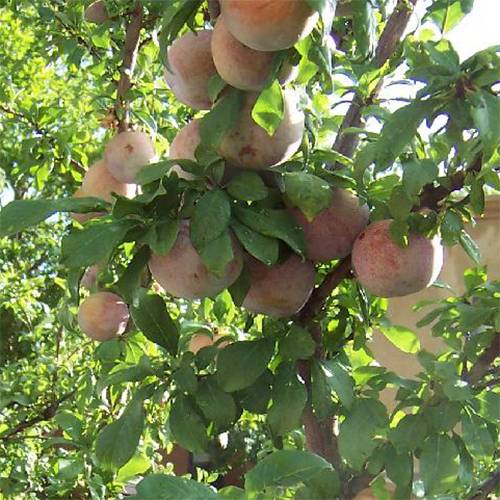 Plum-Apricot 'Dapple Dandy'