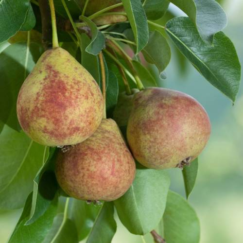 Pear tree with red flesh