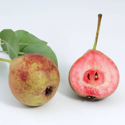 Pear tree with red flesh