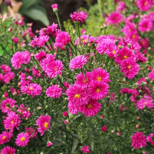 Bushy Aster, Red