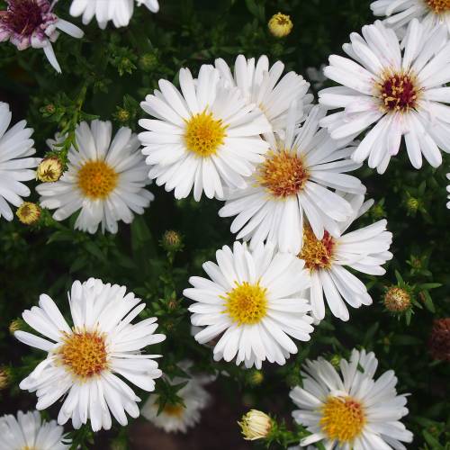 Bushy Aster, White