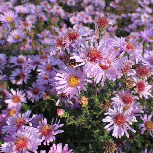 Bushy Aster, Pink