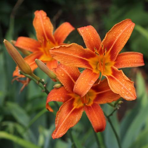 Daylily, Orange