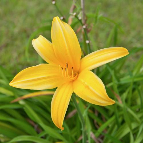 Daylily, Yellow