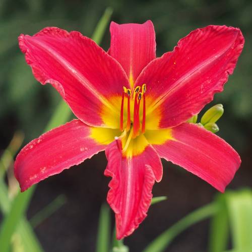 Daylily, Red