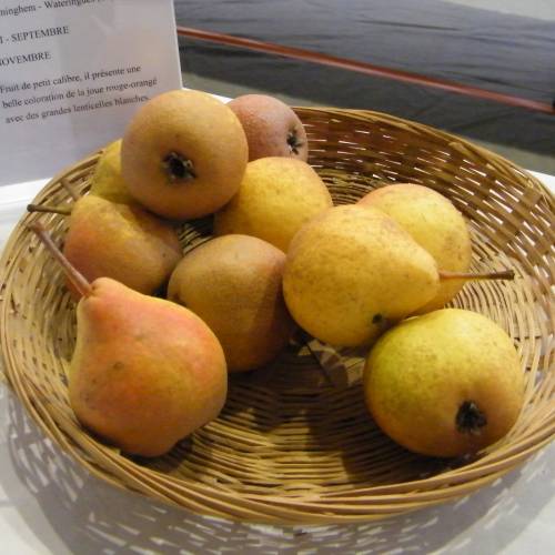 Common Pear, European Pear