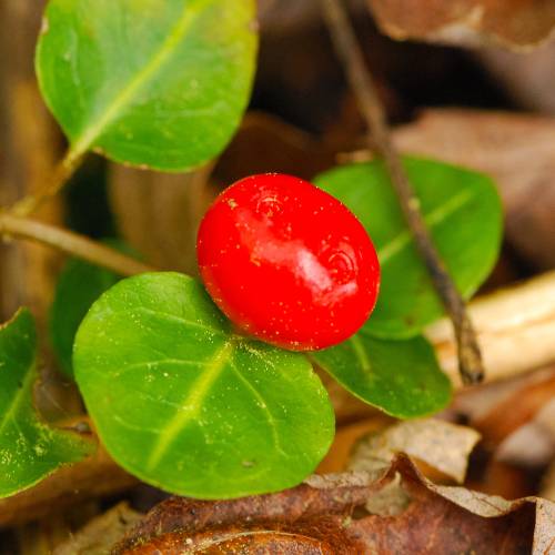 Partridge Berry, Squaw vine