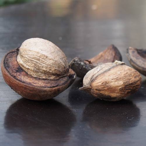 Shellbark Hickory, Kingnut