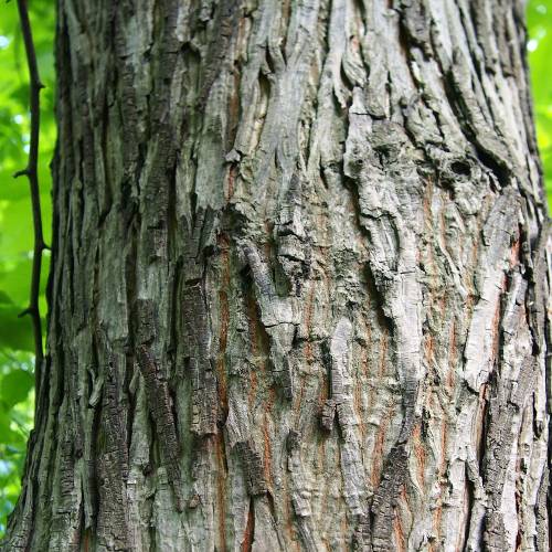 Shellbark Hickory, Kingnut