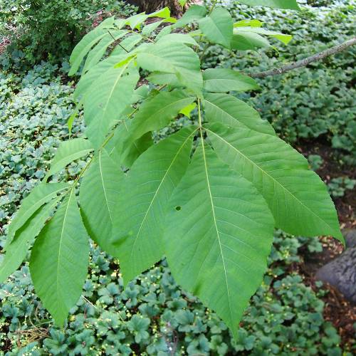 Shellbark Hickory, Kingnut