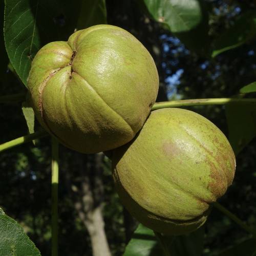 Shellbark Hickory, Kingnut